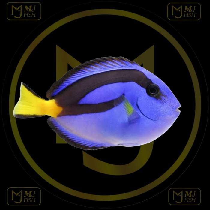 Ikan Hias Air Laut Dory / Dori S Sehat Bebas WS dan Melet Sadis