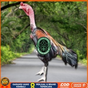 

telur ayam saigon original bisa untuk di tetaskan UD_SUPER_UNGGUL_ID