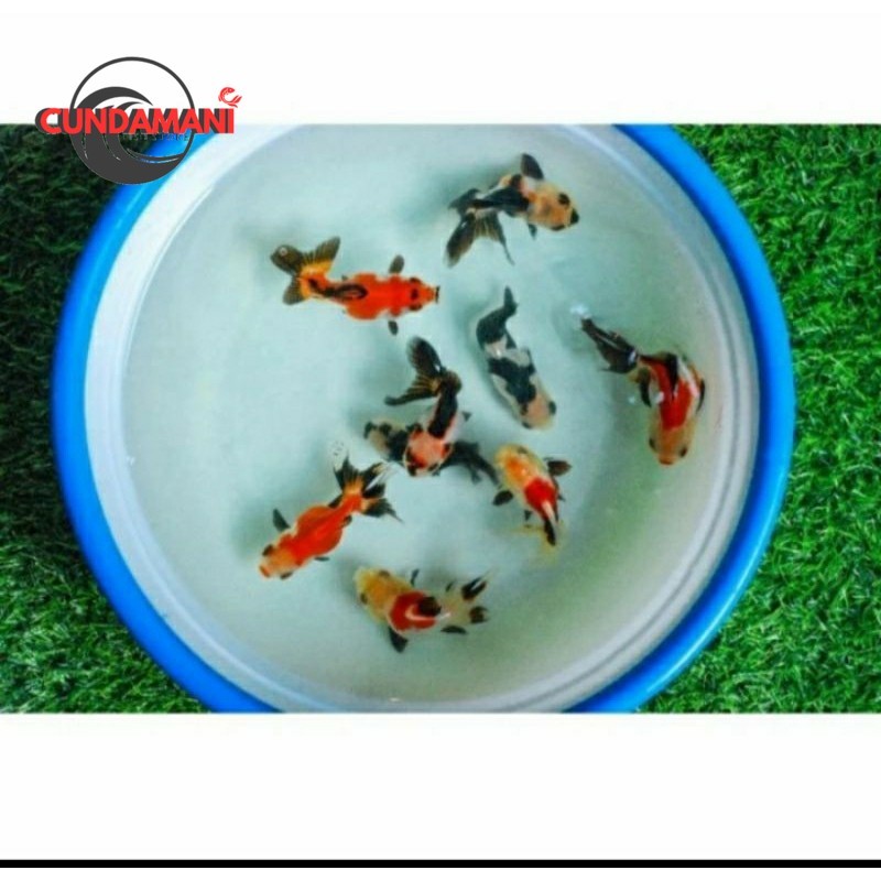 ikan mas koki panda oranda 3 color tricolor fish / ikan mas koky panda / ikan mas koki mutiara goldf