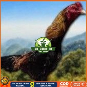 

telur ayam Shamo Jpn-eropa(Terlaris) UD_GOBIT_ID