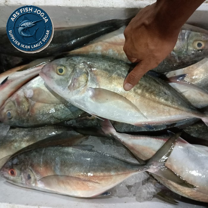 

Ikan kuwe lilin 500 gram - Fresh Quality, Aman untuk Masakan Harian & Stok Freezer