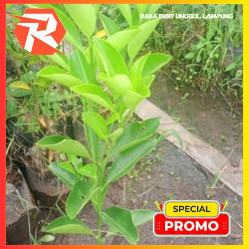BIBIT JERUK KASTURI (LIMAU KASTURI)