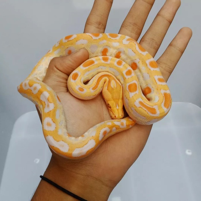karet molurus/molu albino/molab