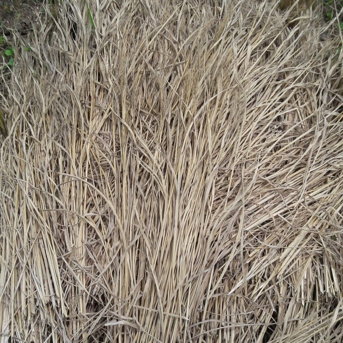 

Jerami kering padi 1kg ,