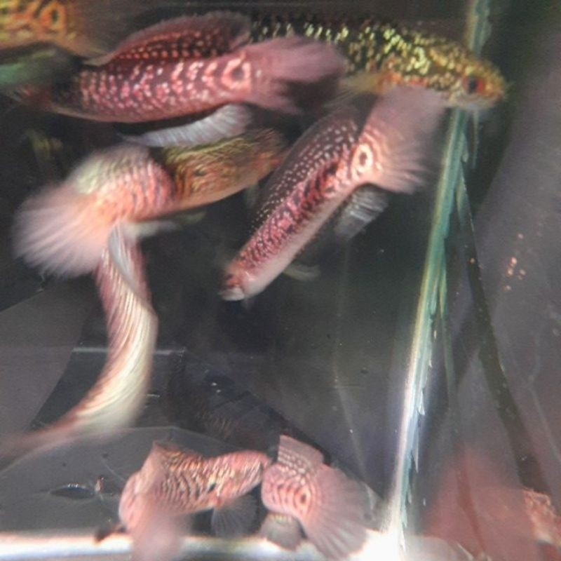 ASIATICA RSP KALIMAYA FULLSPOT SUPER FOAM