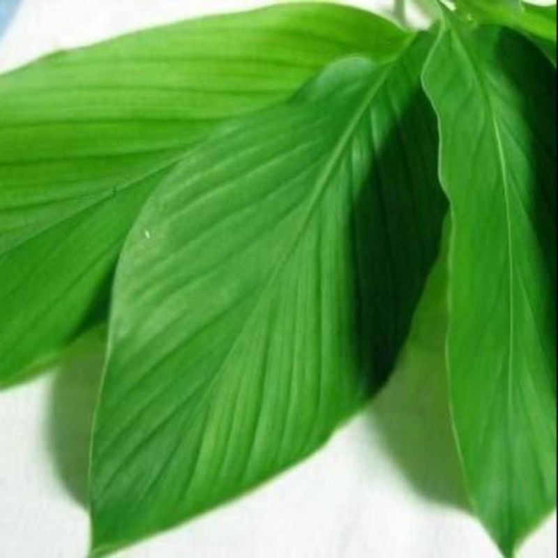 

Gelaskosong11 Daun Kunyit Segar Petik Langsung 100 Gr