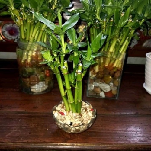 TERMURAH tanaman BAMBU HOKI - BAMBU AIR - BAMBU HIAS - sri rejeki batang bambu hoki bambu cina