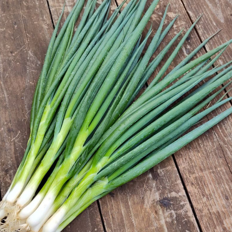 100 Biji - Benih Daun Bawang FRAGRANT dataran rendah
