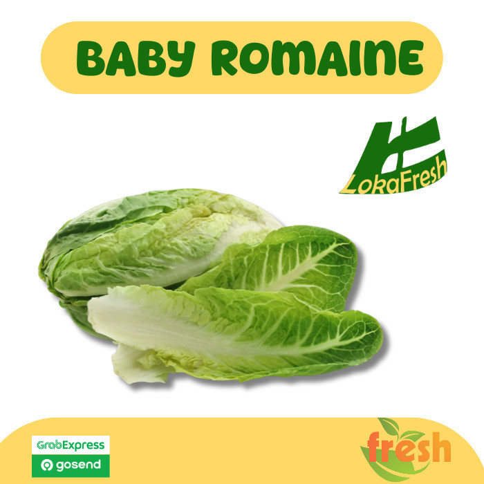 

Lettuce Baby Romaine Segar 250gram