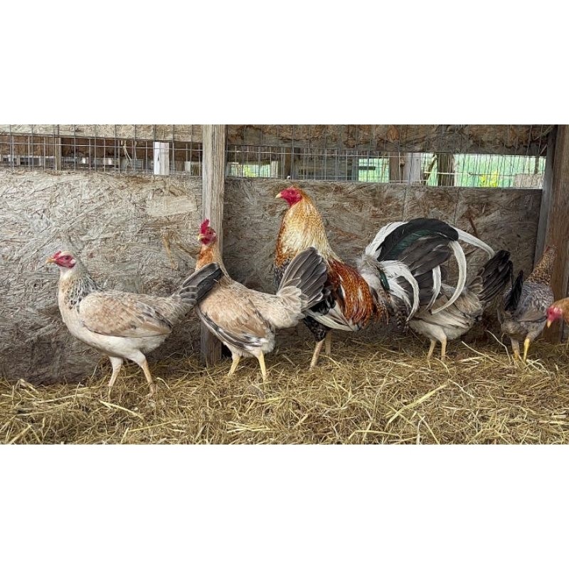

jual telur ayam pisau ak 37 paket 5 butir