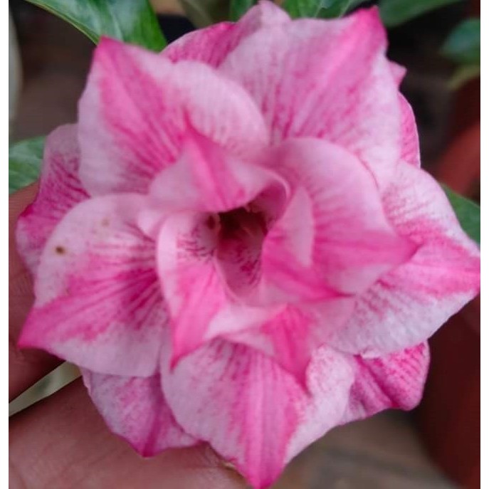 Tanaman Hias Adenium Grafting CHEN YUAN (Size A)