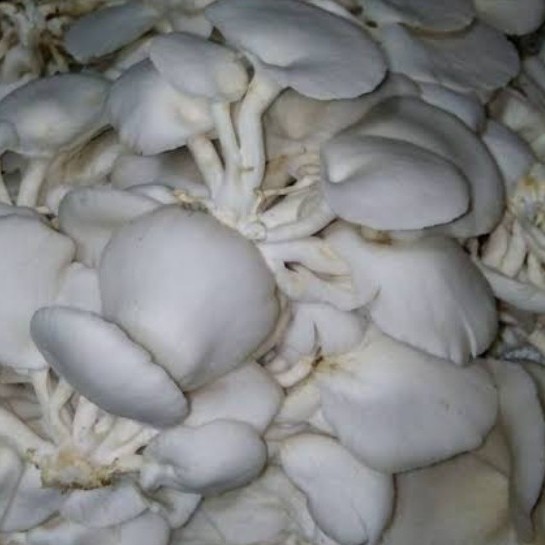

Jamur Tiram per pack