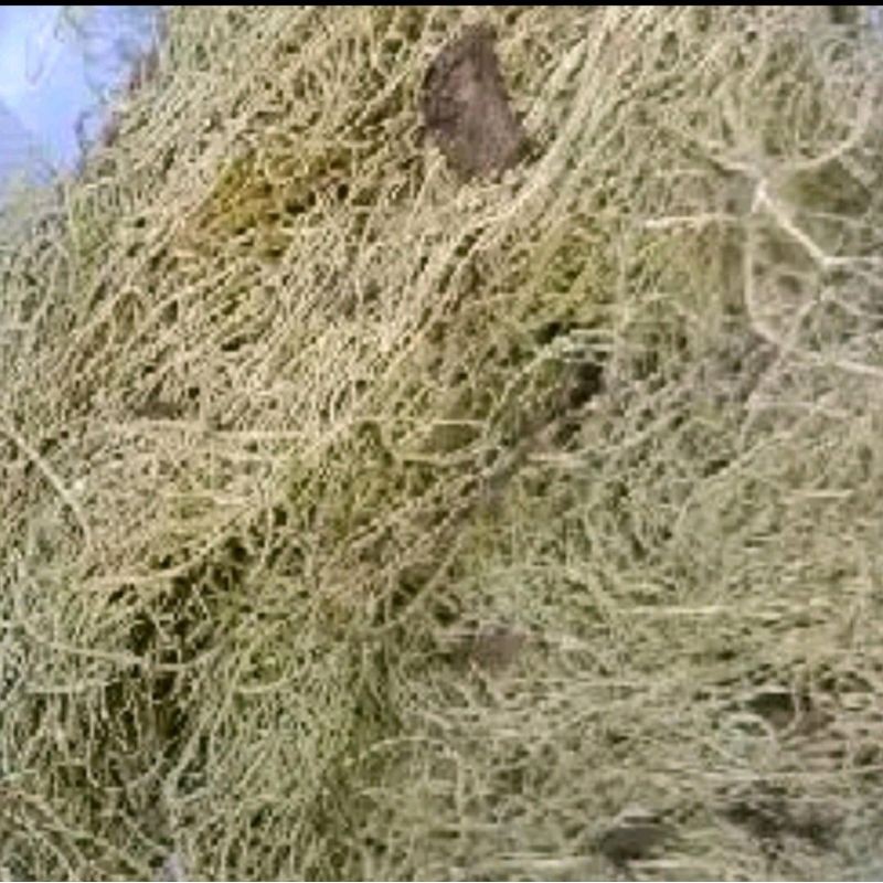 Akar Angin/Kayu Angin 100gr