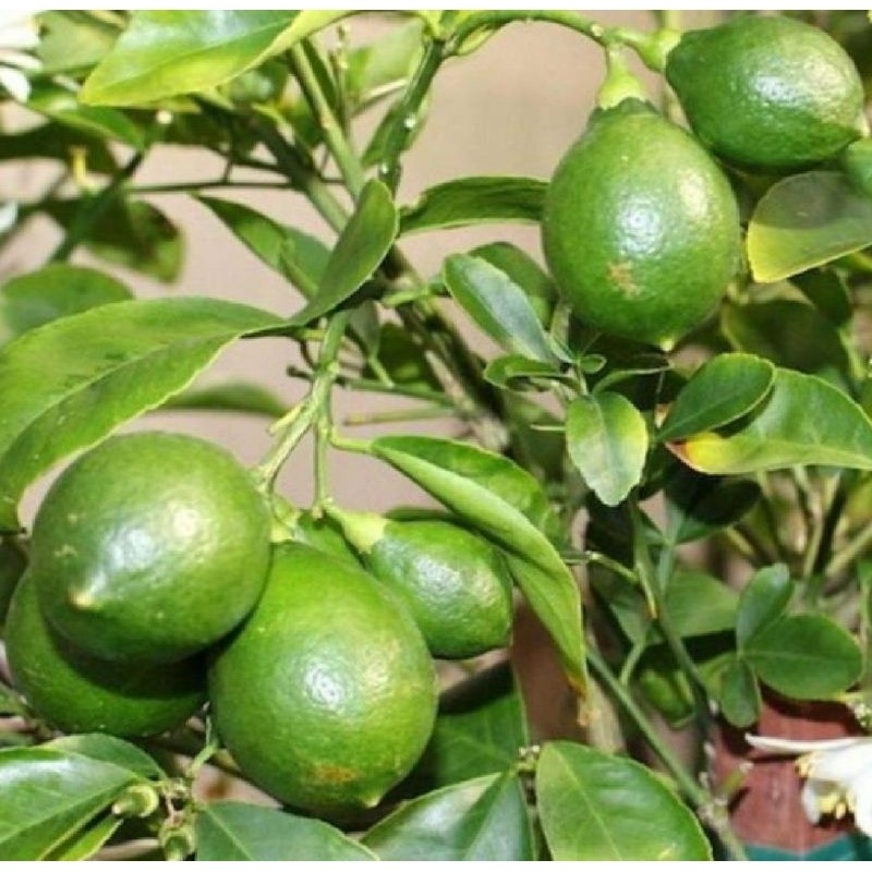 Jeruk Nipis Berbuah Hasil Okulasii