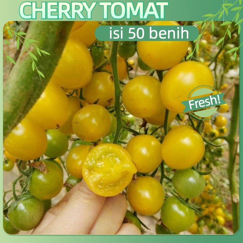 cocok untuk pemula-50 Biji Benih Tomat Chery Merah yellow Pear - Manis - Bibit Tanaman Sayur Sayuran