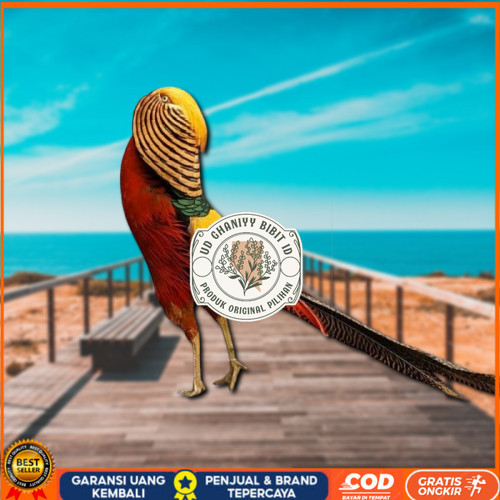 

telur ayam golden pheasant asli bisa untuk di tetaskan UD GHANIYY BIBIT ID