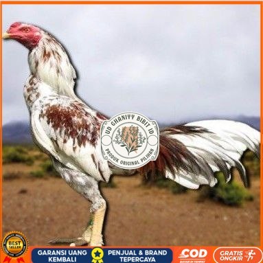 

telur tetas ayam pama berkualitas unggul UD GHANIYY BIBIT ID