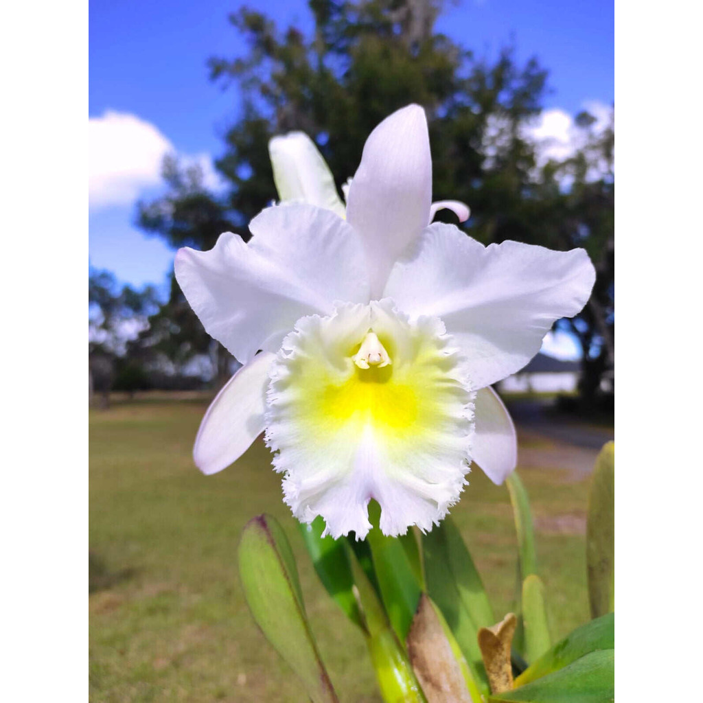 tanaman hias anggrek dendrobium Carmen // anggrek dendrobium // bibit anggrek dendrobium