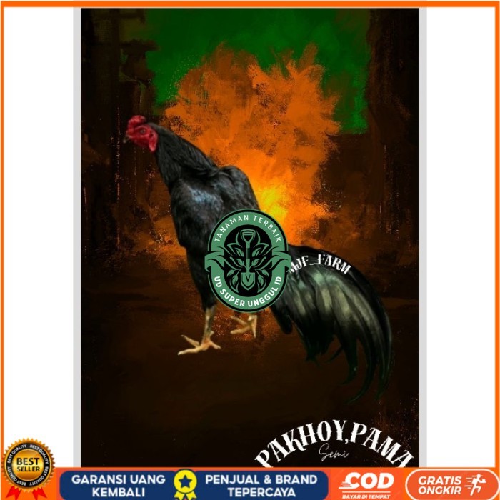 

Telur Ayam Pakhoy X Pama Vertil Siap Di Tetaskan Jaminan Super Oiginal Bergaransi UD_SUPER_UNGGUL_ID