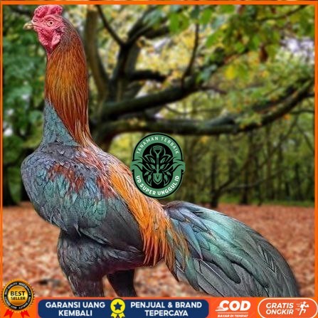 Telur Ayam Pakhoy Trah Maneedaeng Vertil Siap Di Tetaskan Jaminan Super Oiginal Bergaransi UD_SUPER_