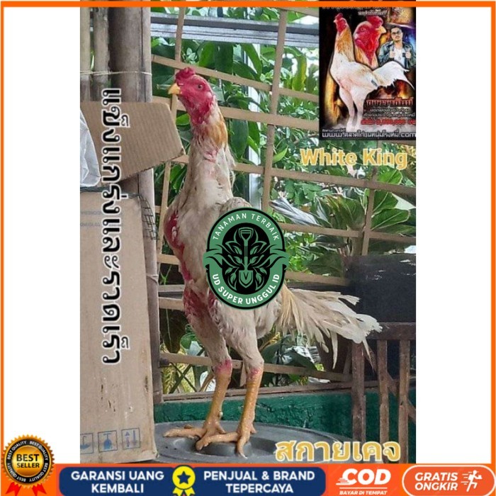 

COD TELUR FERTIL PLUCKER SUPER original berkualitas UD_SUPER_UNGGUL_ID