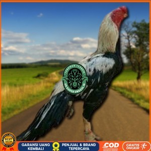 

telur ayam assel Parrot ori bisa untuk di tetaskan vertil UD_SUPER_UNGGUL_ID