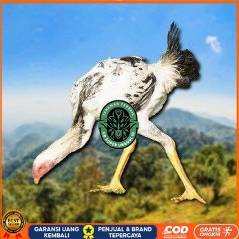 

telur tetas ayam shamo tarung spesial kontrol UD_SUPER_UNGGUL_ID