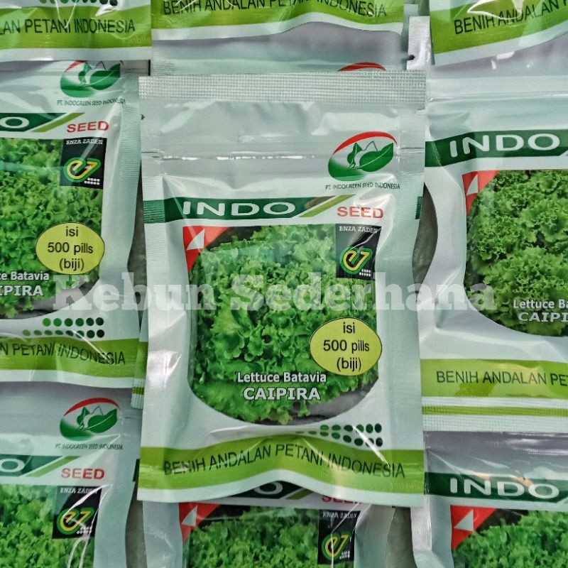 PROMO / (READY) BENIH SELADA BATAVIA CAIPIRA  500 PILLS ENZA ZADEN INDOSEED NEW