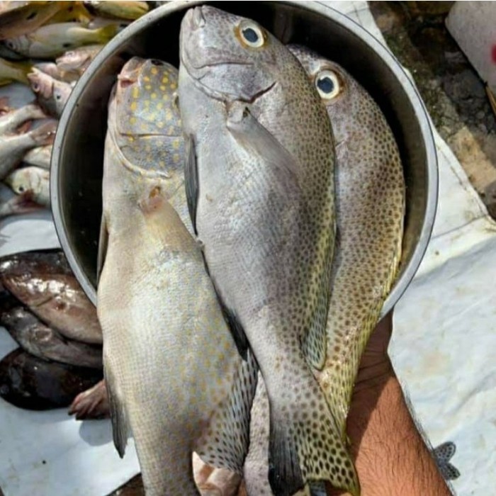 

Ikan Kaci-kaci Kakap Kaci 1Kg