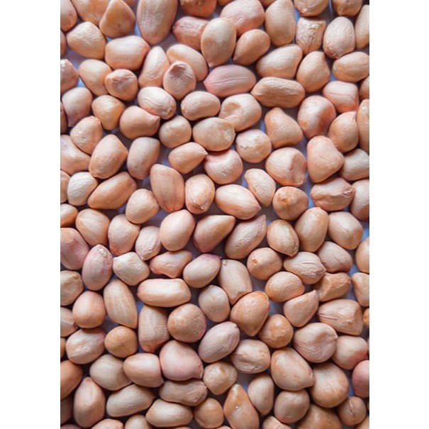 

Terlaris Kacang Tanah / Peanut Kernel - REPACK