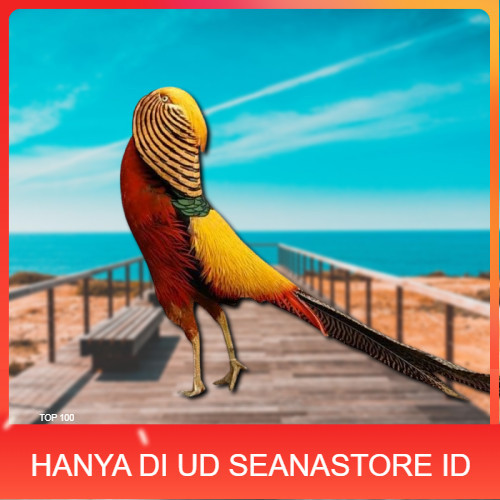 

telur ayam golden pheasant asli bisa untuk di tetaskan UD SEANASTORE ID