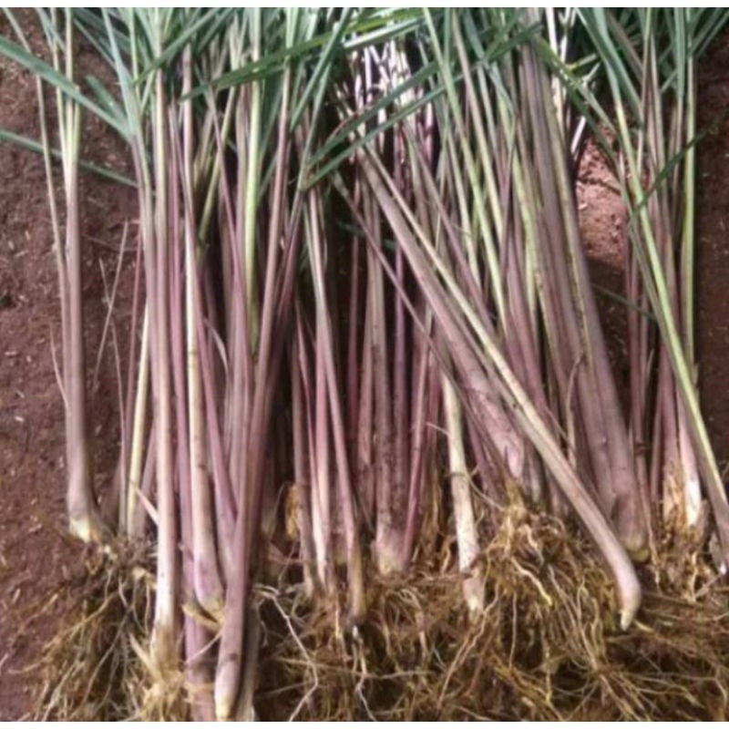 

Sereh wangi - sereh lanang - sereh merah segar 1kg kualitas premium