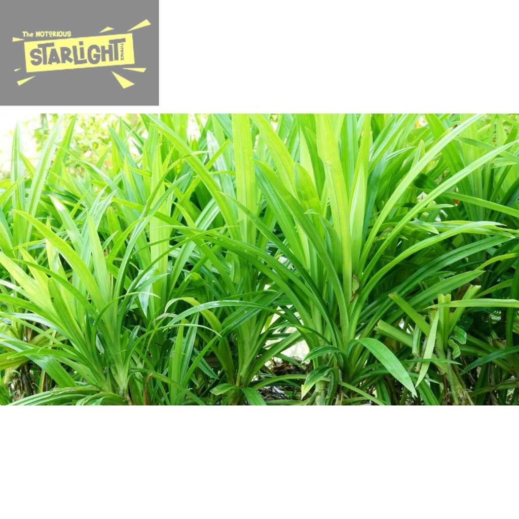 

DAUN PANDAN WANGI DAN SEGAR (1 LEMBAR)