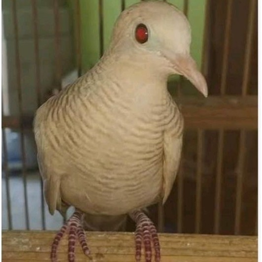 PERKUTUT KATURANGGAN UDAN MAS JANTAN / BETINA MATA MERAH