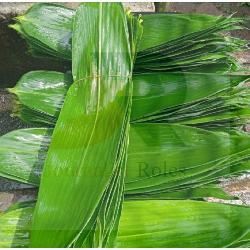 

Daun Bambu Daun Bambu Segar Bungkus Bakcang Ukuran Super - TOKO TANAMAN ABDI