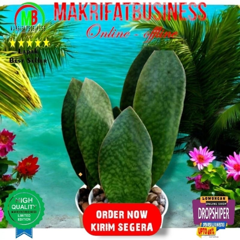 IMRON PRIBADI Paket 1 Bonggol 1 Daun Lidah Mertua Sansevieria Sansivera Mansonia CENTONG Tanaman Hia