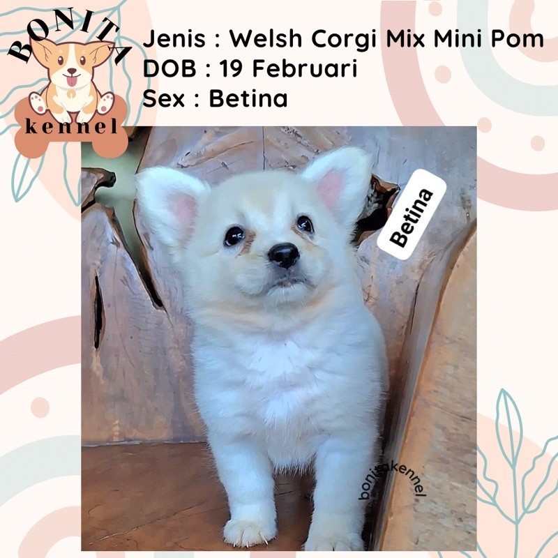 Welsh Corgi Mix Mini Pom Anak Anjing Corgi Minipom Mini Pomeranina