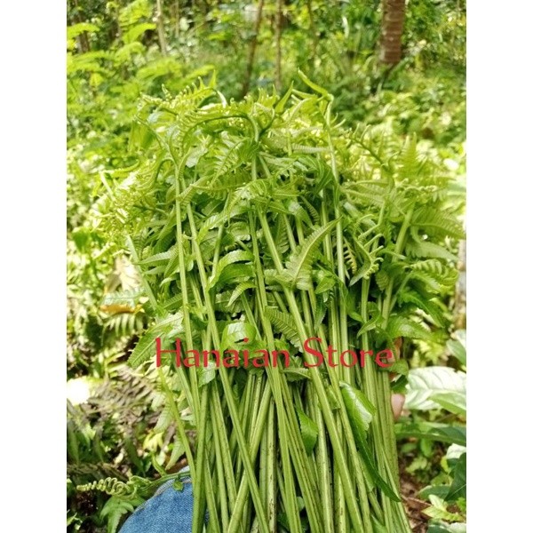 

pakis sayur segar