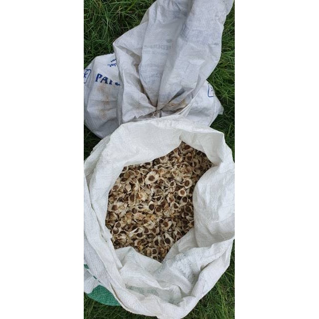 

Biji KELOR siap tanam kualitas premium isi 60 biji