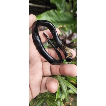 MAKRIFATBUSINESS Gelang Akar Bahar Hitam Bonggol Alami Minimalis