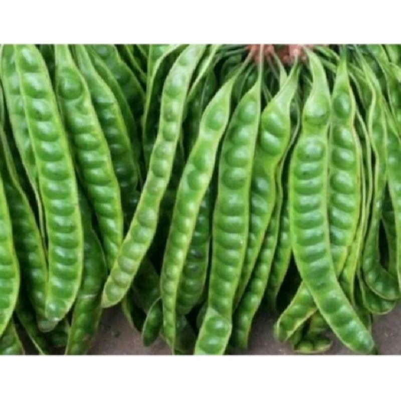 

TELARIS Petai satu papan