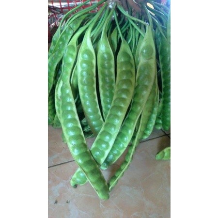 

TERLARIS PETE JUMBO SEGER FRESS TERMURAH