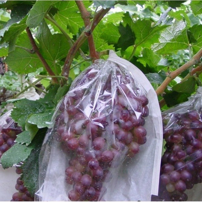 Pembungkus Anggur Buah Tembus Pandang Fruit Cover Transparan Anti Air Brongsong Buah Buahan HS 789