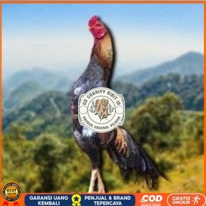 

telur tetas ayam shamo petarung jumbo valid super garansi UD GHANIYY BIBIT ID