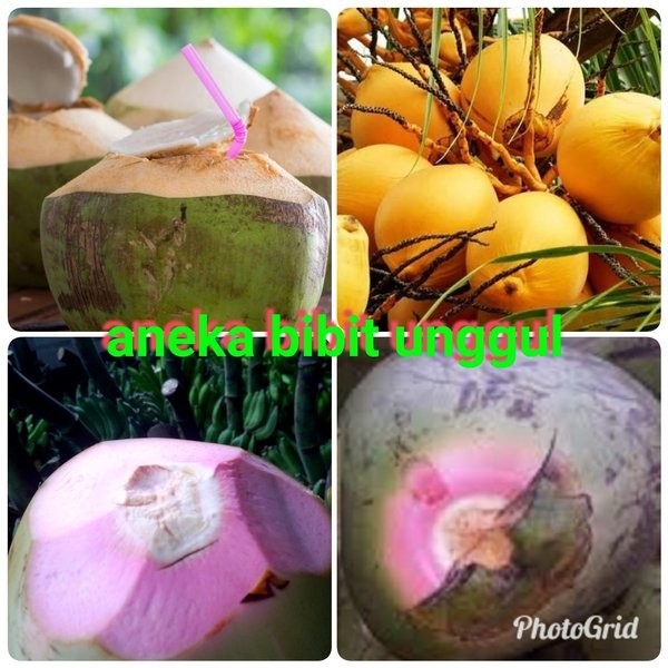 PAKET 3 BIBIT KELAPA WULUNG KELAPA HIBRIDA HIJAU KELAPA GADING