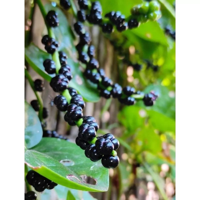 new.. Buah Angkung Segar asli 100%,buah angkong obat struk 200 biji bonus 10 angkung kering