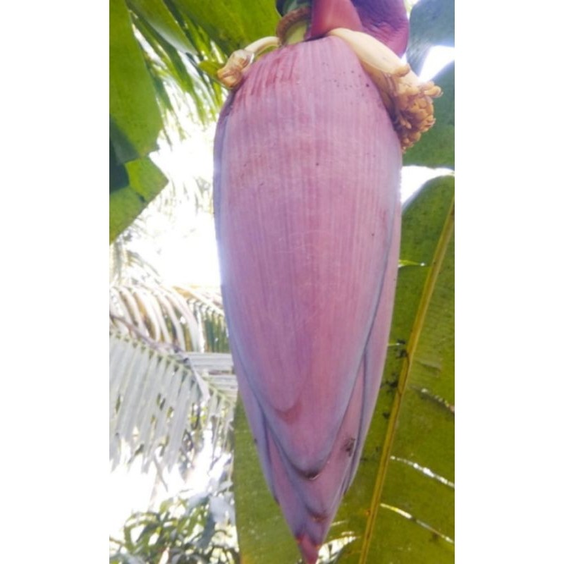 

Jantung Pisang Masih Fres 1 Biji /1 Glundung