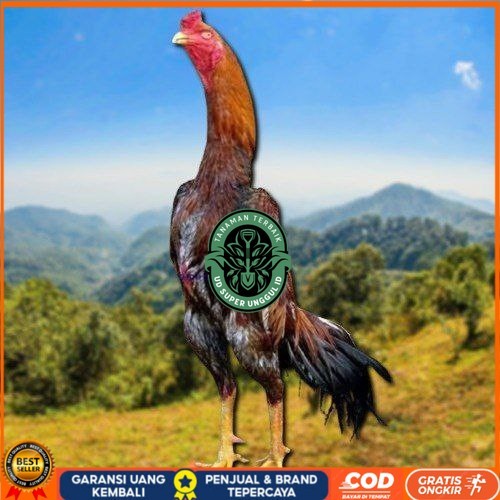 

telur tetas ayam shamo jepang ori UD_SUPER_UNGGUL_ID