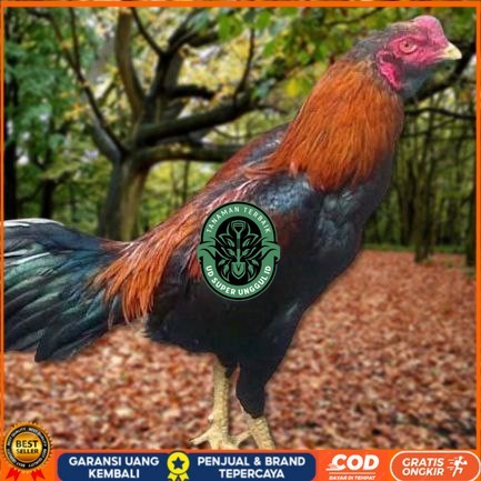 

Telur Ayam Pakhoy Full Brakot Vertil Siap Di Tetaskan Jaminan Super Oiginaal Bergaransi UD_SUPER_UNGGUL_ID