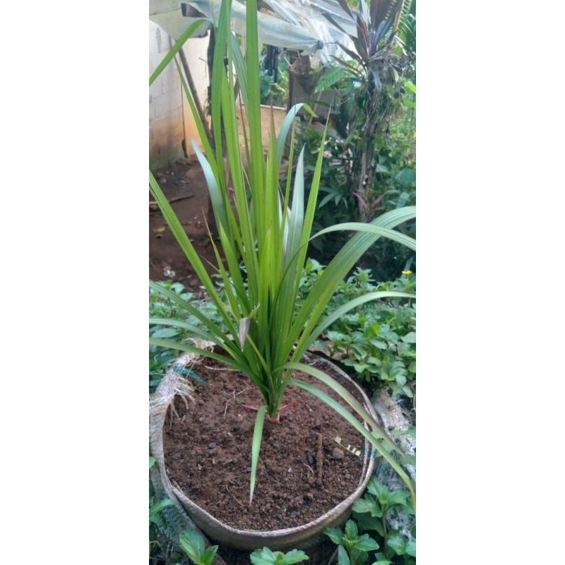 

PROMO DAUN ALANG-ALANG TANAMANHIAL DAUN SEGAR FRESS